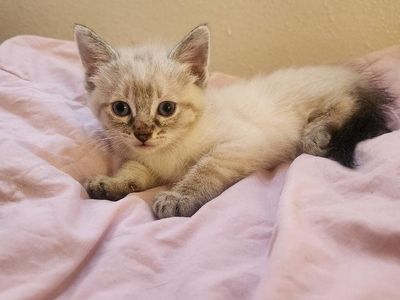 adorable kittens