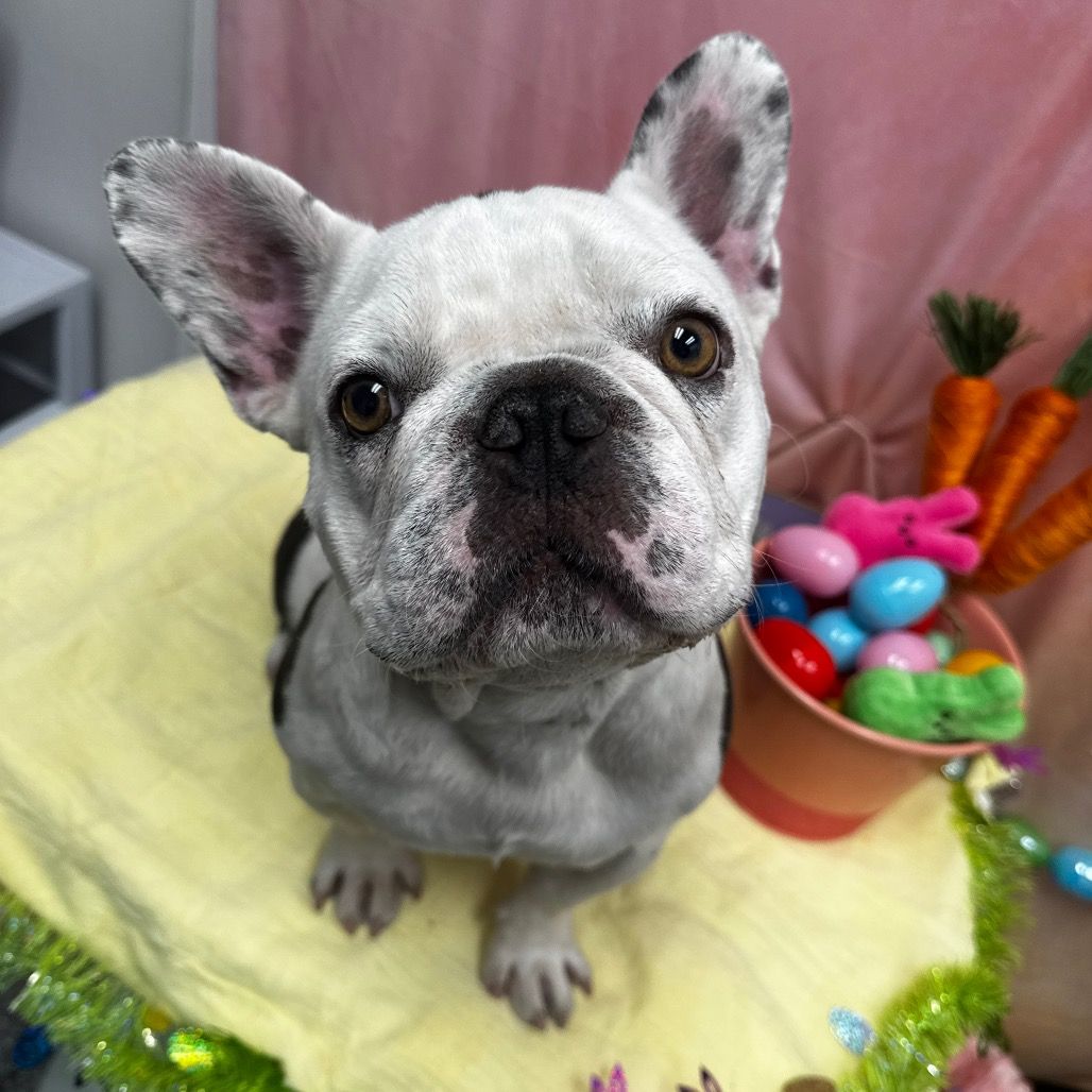 Hello my name is Roly Poly