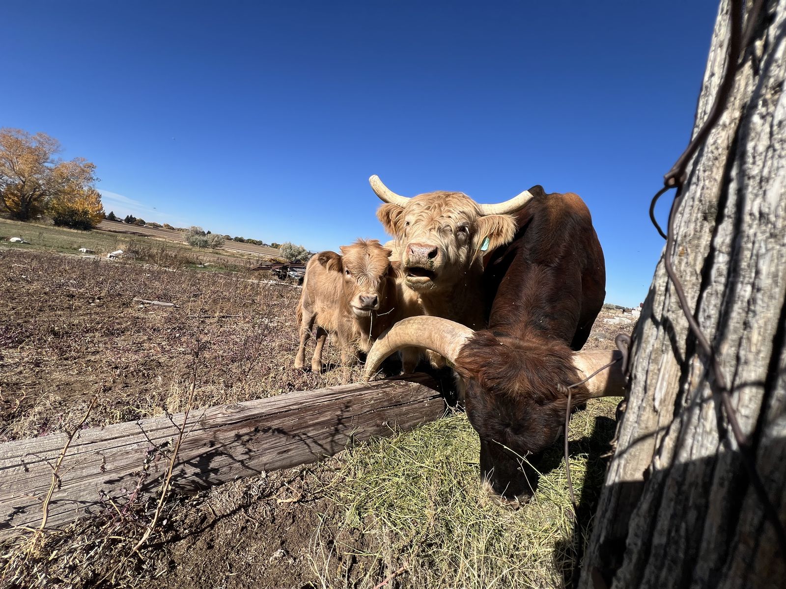 Purebred highland Cow