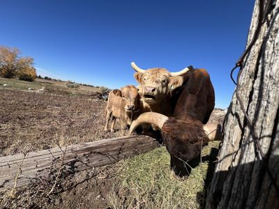 Purebred highland Cow