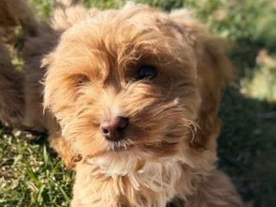 Cockapoos