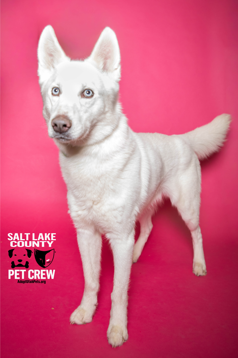 A160294 Cyclone is Available for Adoption!