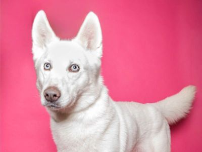 A160294 Cyclone is Available for Adoption!