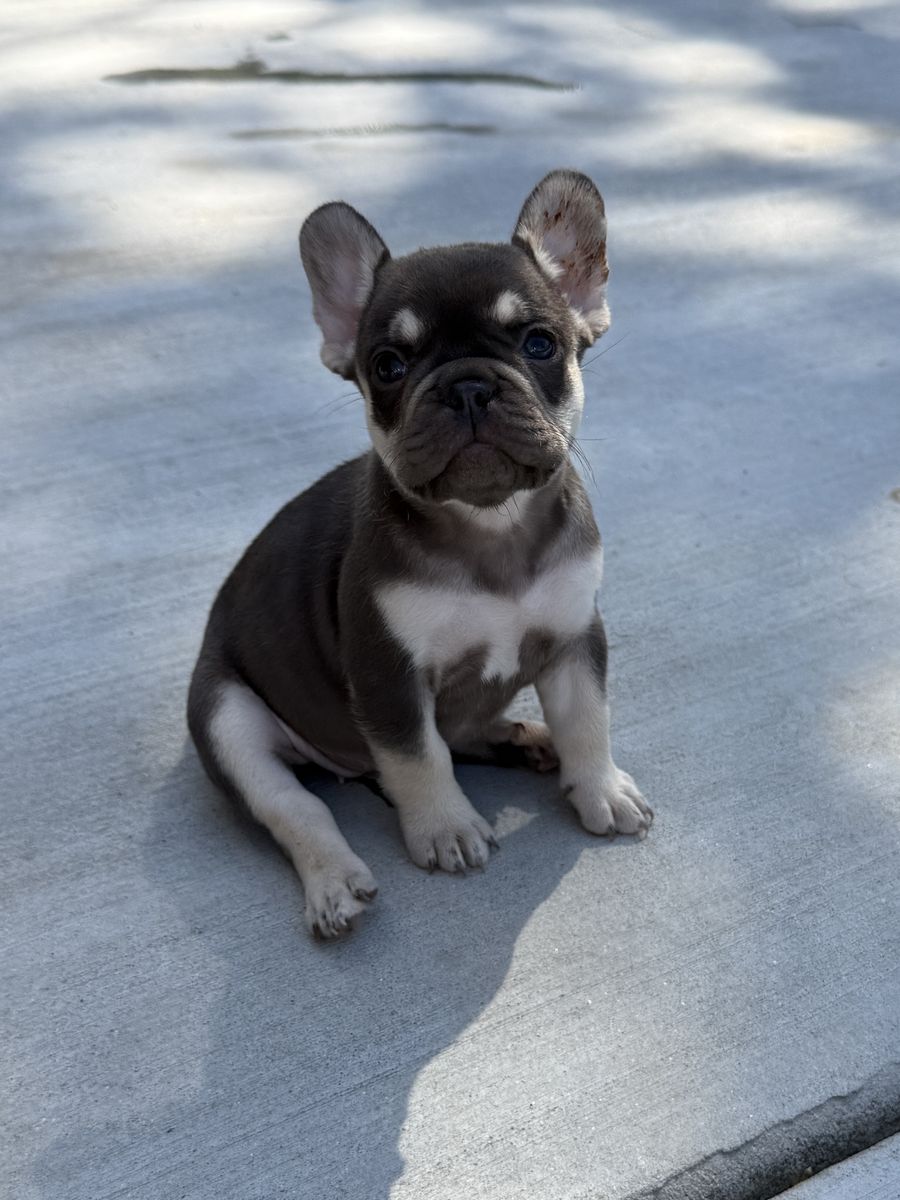 AKC French Bulldog Puppies