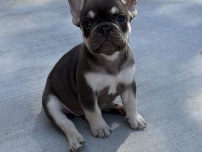 AKC French Bulldog Puppies