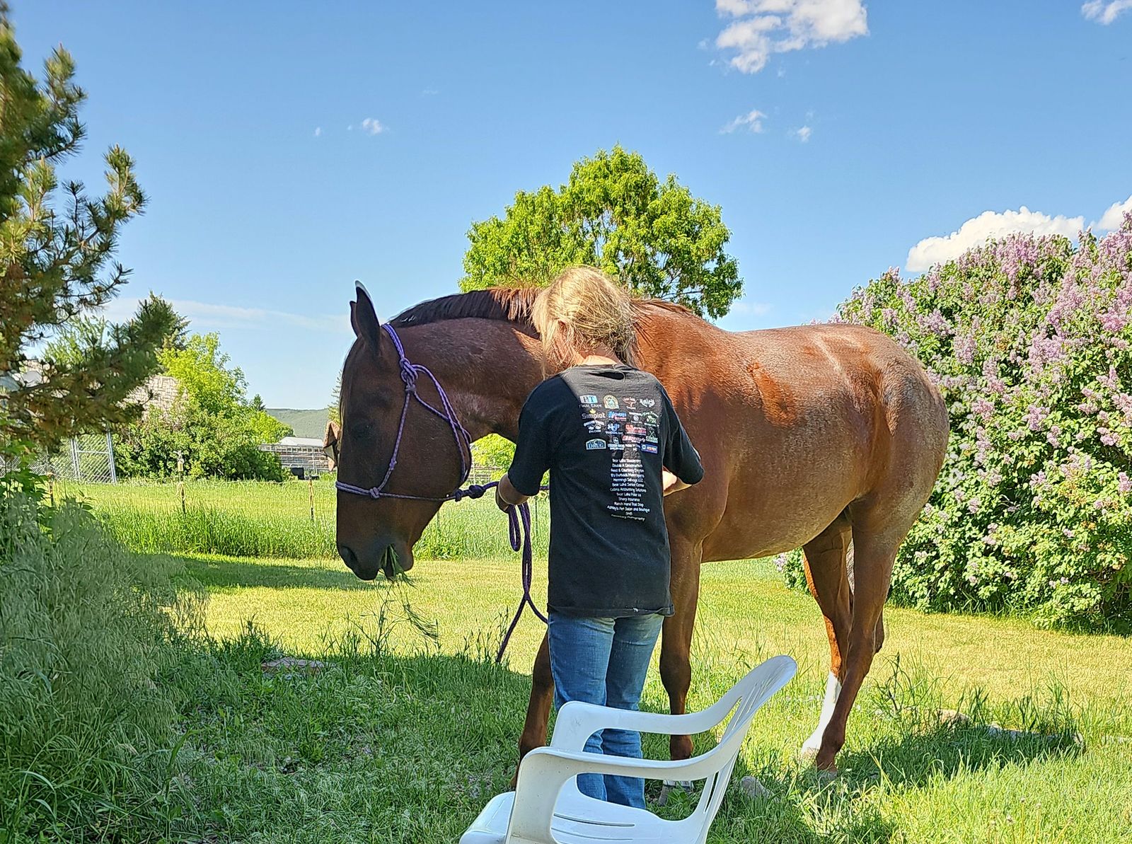 AQHA Gelding