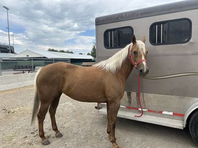 AQHA Mare - All Around - Ranch Versatility