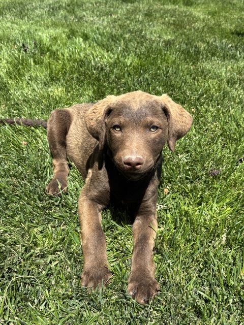 Chesapeake Bay Retriever