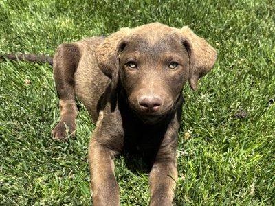 Chesapeake Bay Retriever
