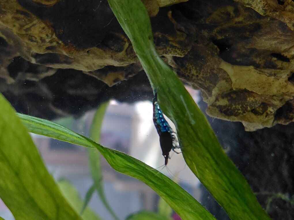 blue shrimp Neocaridina genus