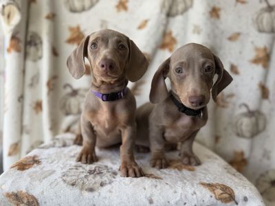 Mini dachshund puppies