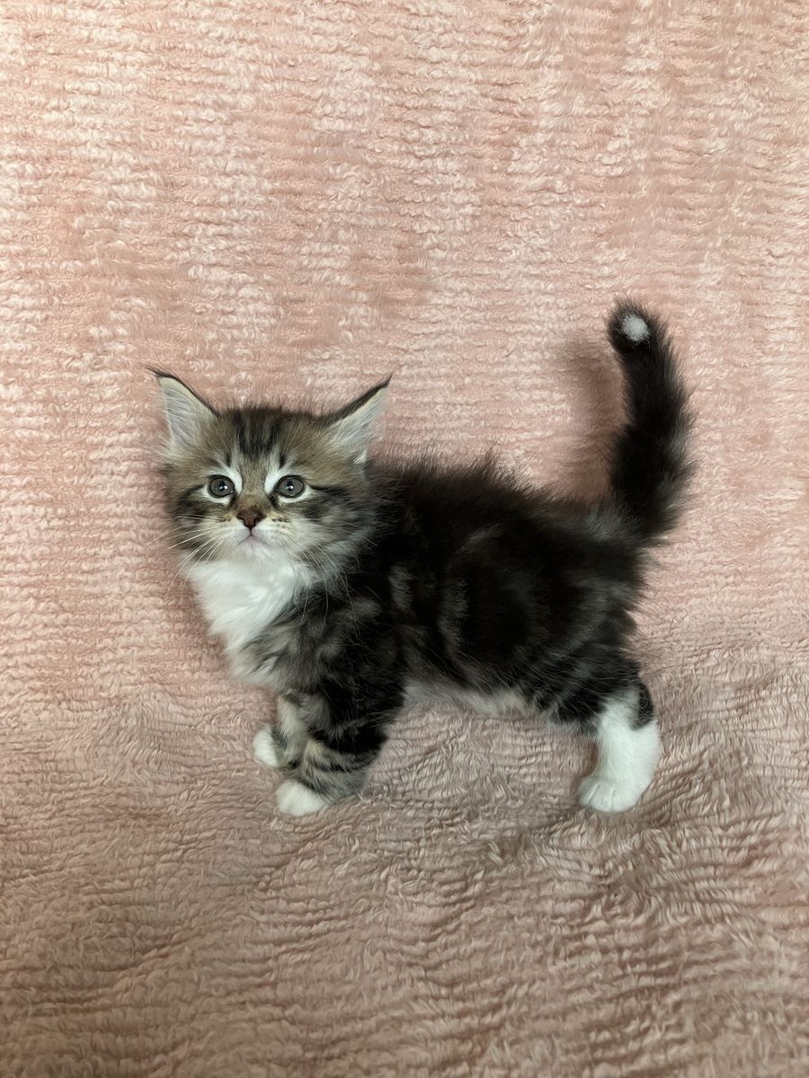 Siberian Kittens (7 Weeks old)
