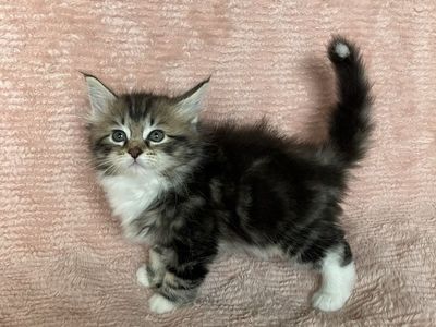 Siberian Kittens (7 Weeks old)