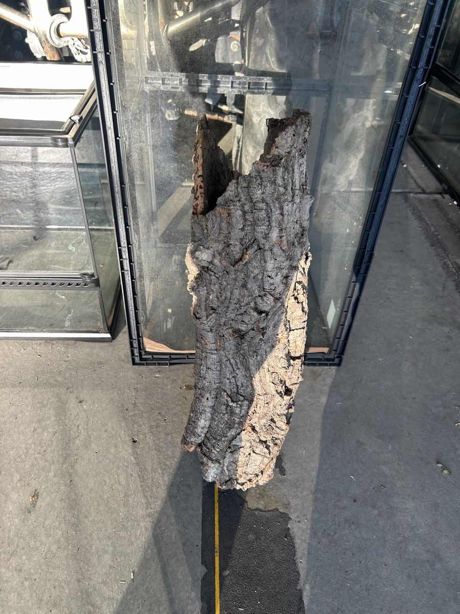 XL cork