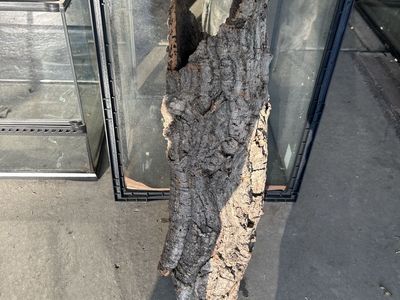 XL cork