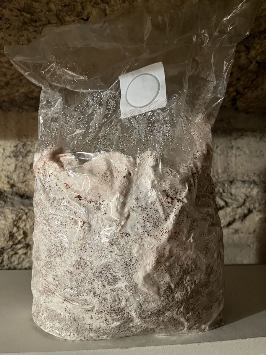 Pearl Oyster Mushroom Grow Bag inoculated and ready to fruit!