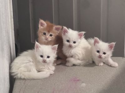 Elite Solid White TICA Registered European Maine Coon Kittens