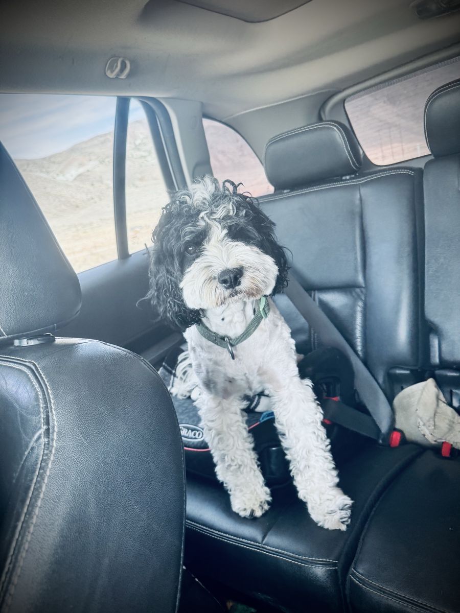 Cavapoo Female King Charles Cavalier Poodle