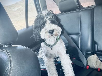 Cavapoo Female King Charles Cavalier Poodle