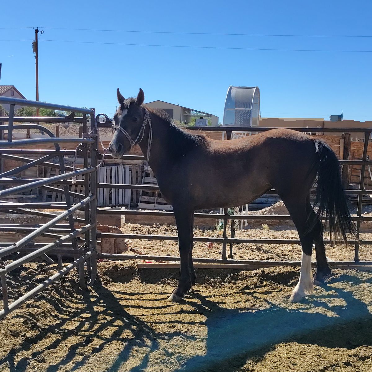 Cute little registered filly