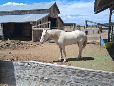 5-Year-Old Cremello Mare • 14.1–14.2 HH