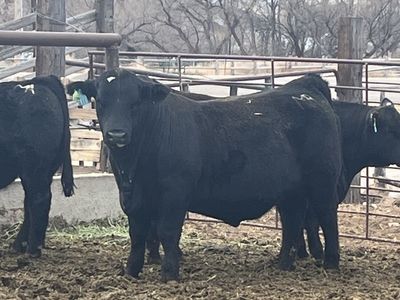 Private Treaty Bulls