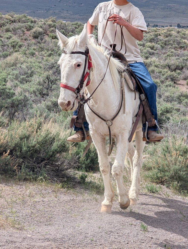 gated John mule for sale