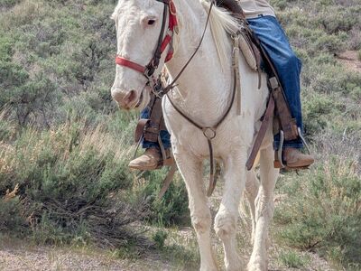 gated John mule for sale