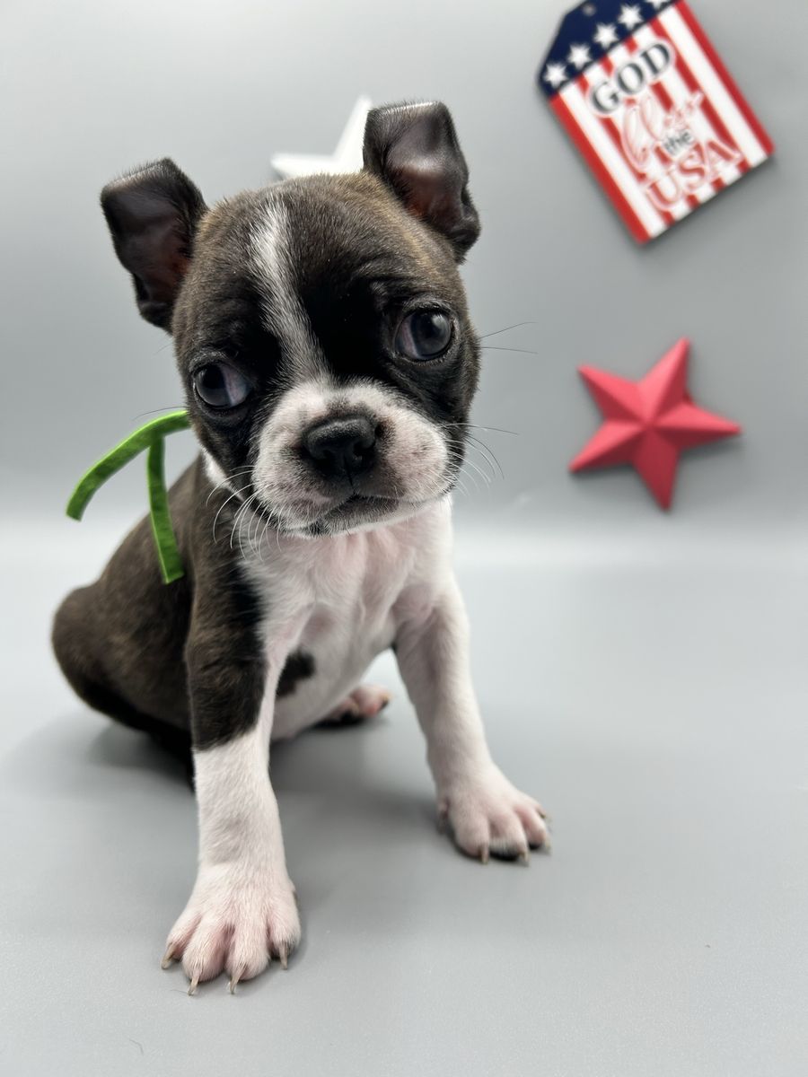 Boston Terrier Puppies | Family Raised | Vaccinated & Microchipped