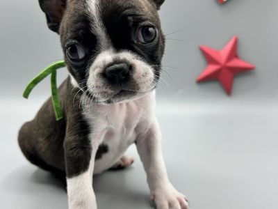 Boston Terrier Puppies | Family Raised | Vaccinated & Microchipped