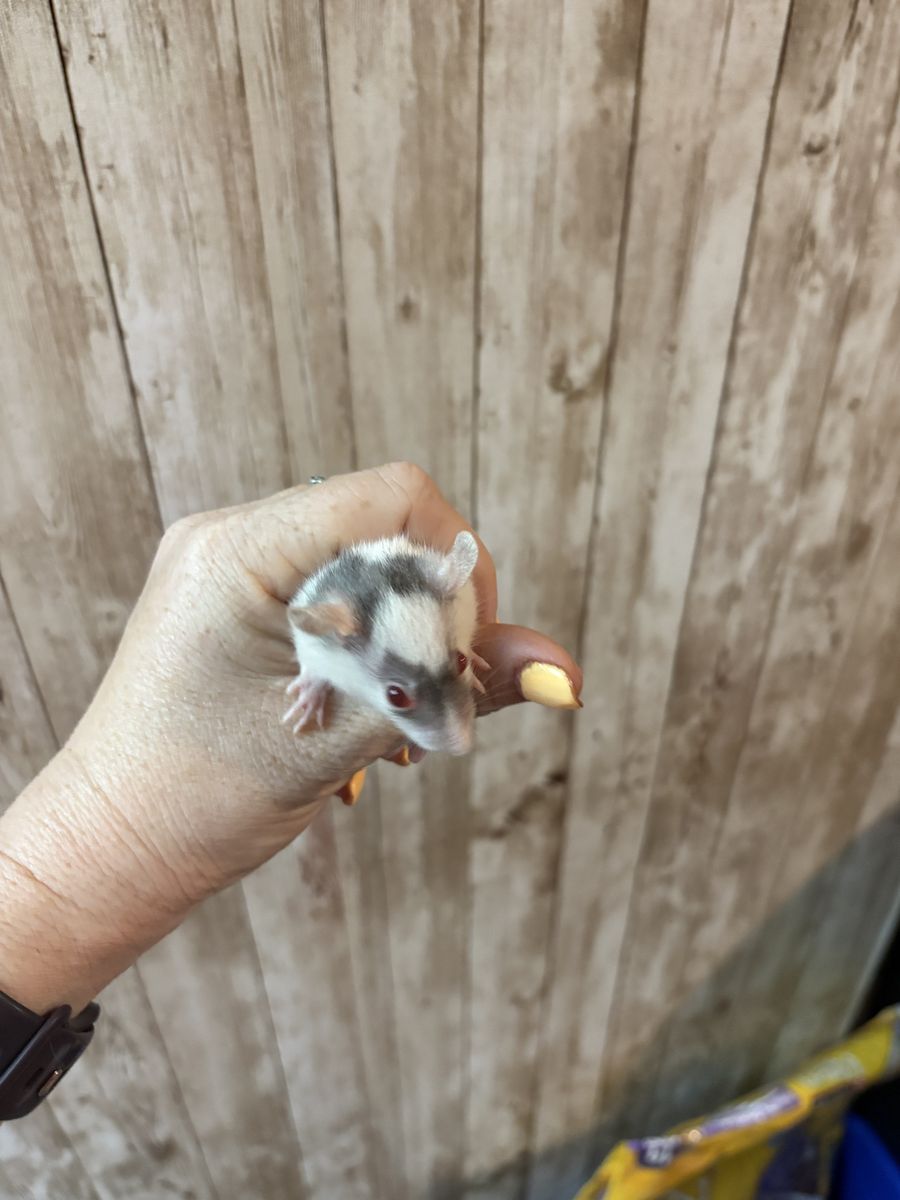 Male Baby Dumbo, Fancy Rats and Martin Breed
