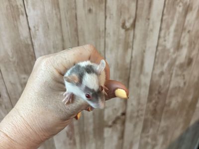 Male Baby Dumbo, Fancy Rats and Martin Breed