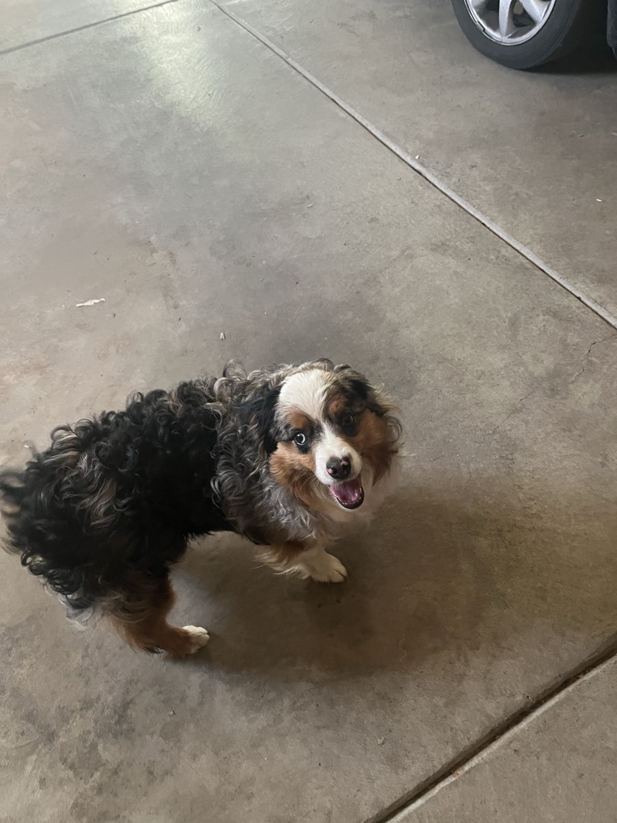 Free Aussie doodle to good home