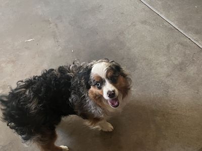 Free Aussie doodle to good home