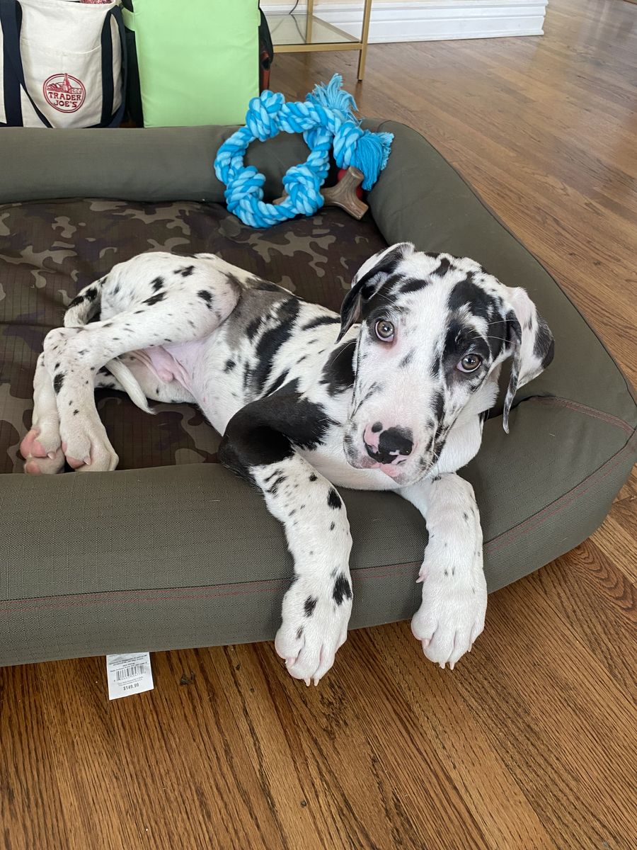 AKC Great Dane Puppy - 11 Weeks!