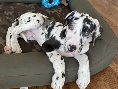 AKC Great Dane Puppy - 11 Weeks!