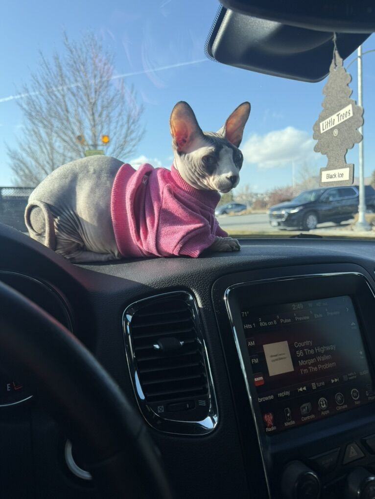 Bambino Sphynx