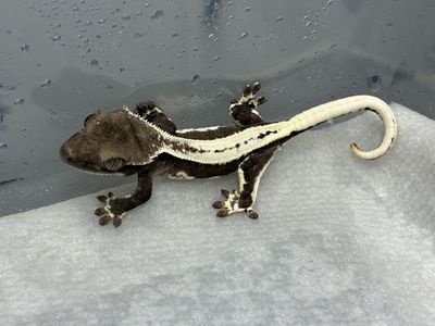 Crested Gecko - Lilly white axanthic female baby