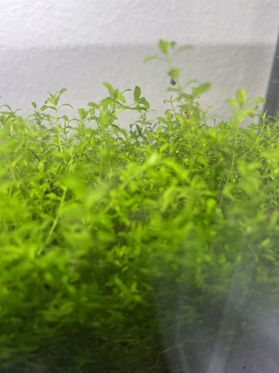 Pearlweed Aquarium Carpeting Plant (2 for $5)
