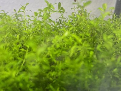Pearlweed Aquarium Carpeting Plant (2 for $5)