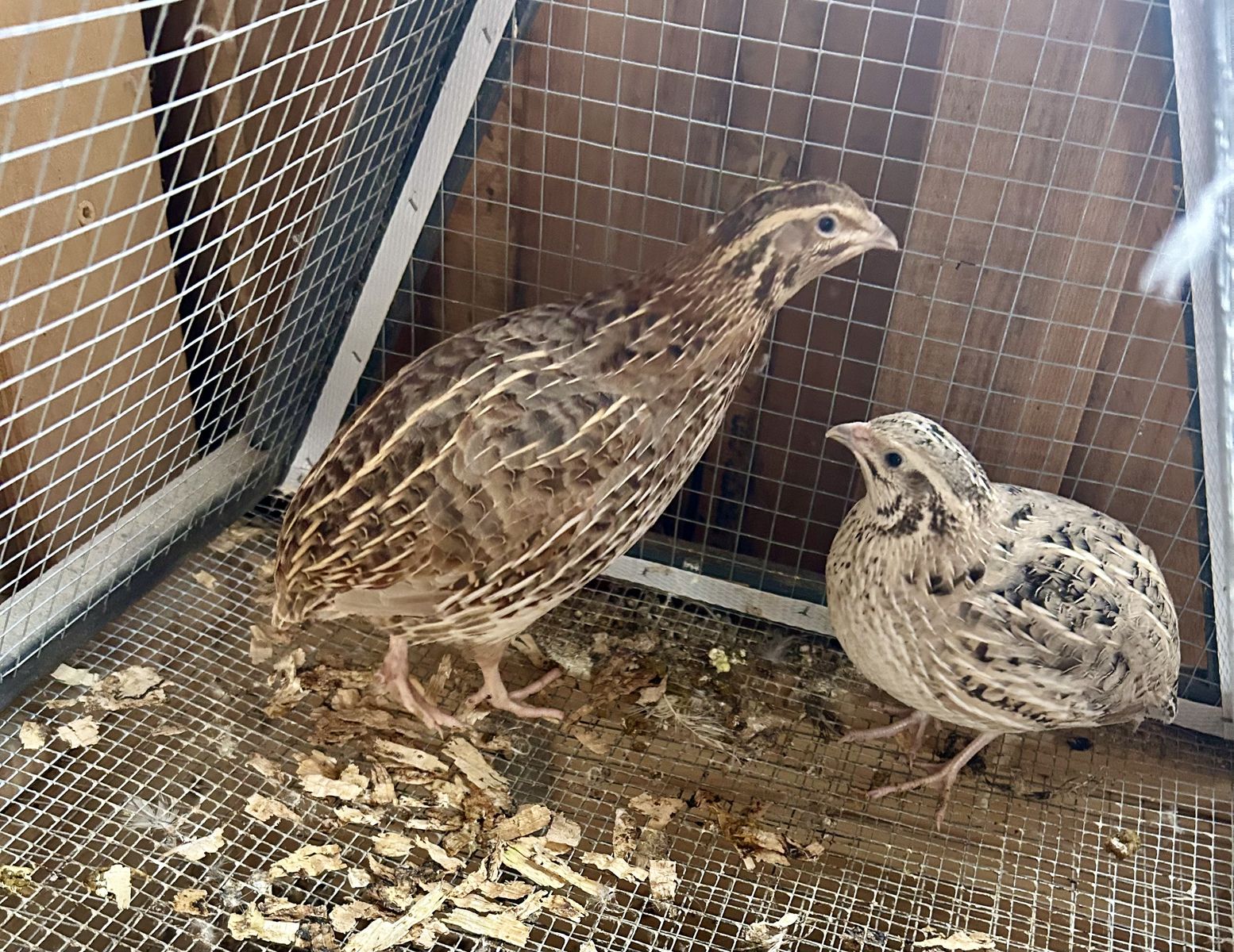 Female Quails