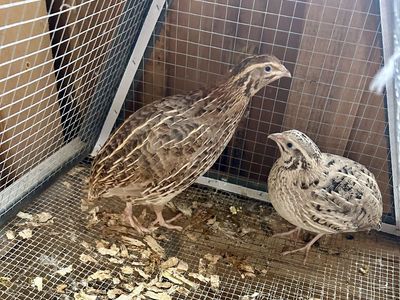 Female Quails