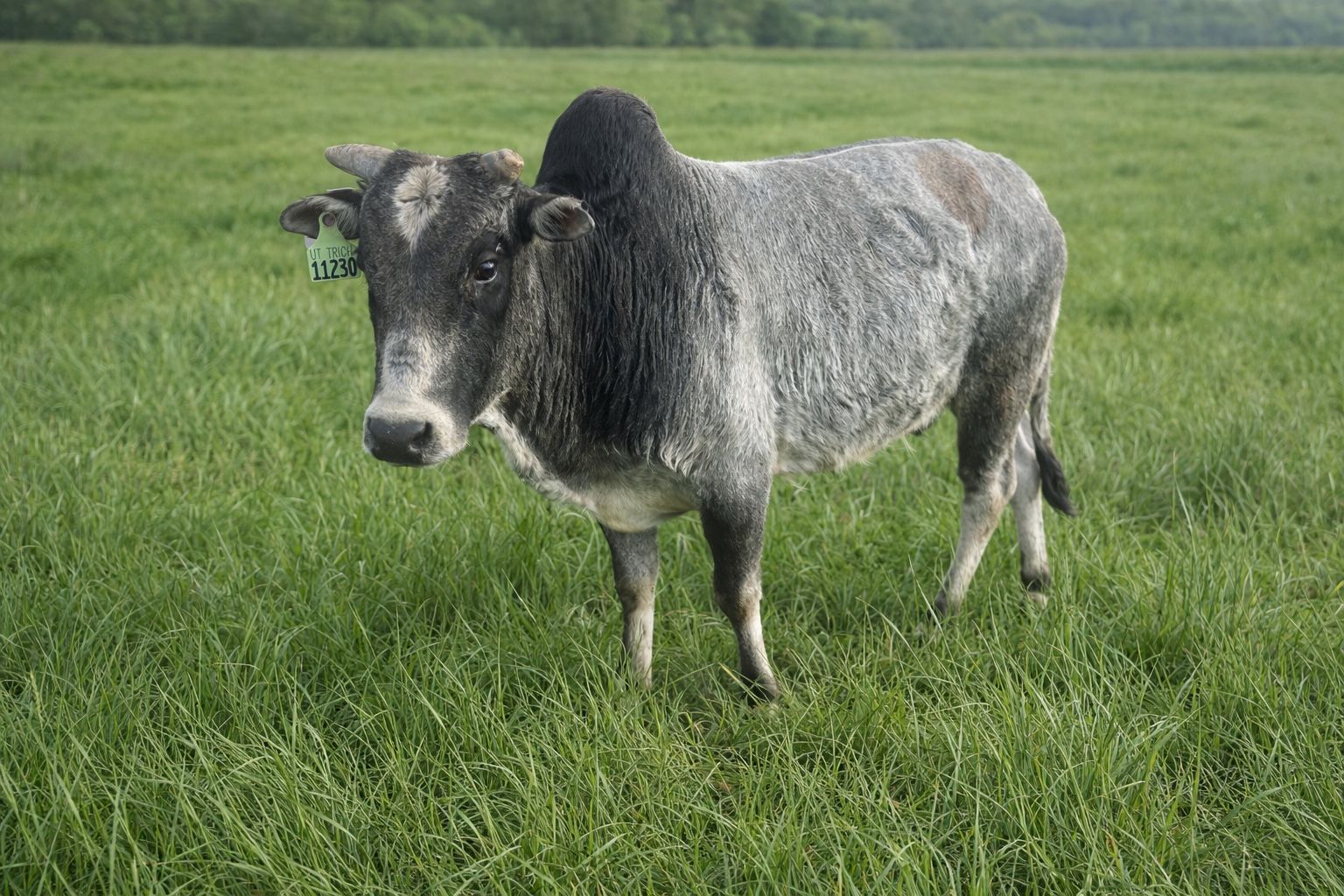 Mini zebu bull