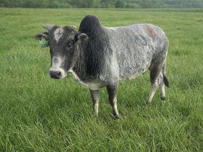 Mini zebu bull