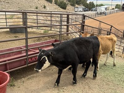 400 lbs Cross bred Calf’s