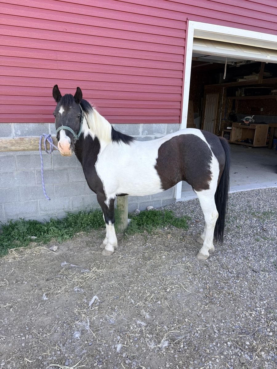8 Year Old Welsh Pony Mare