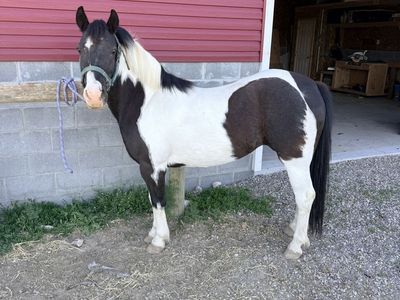 8 Year Old Welsh Pony Mare