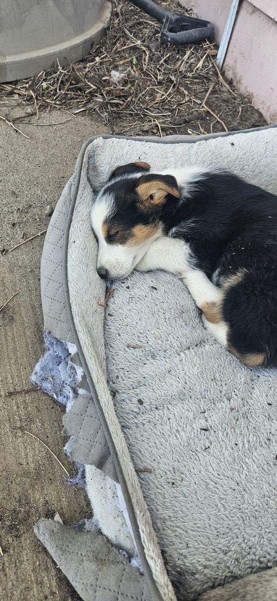 Corgi/cowboy corgi puppies