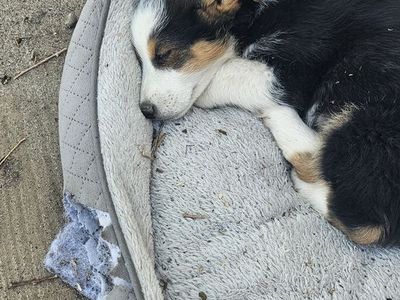 Corgi/cowboy corgi puppies