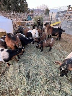 Nigerian Dwarf Goats - Various Ages & Colors - Healthy and Friendly Farm Animals